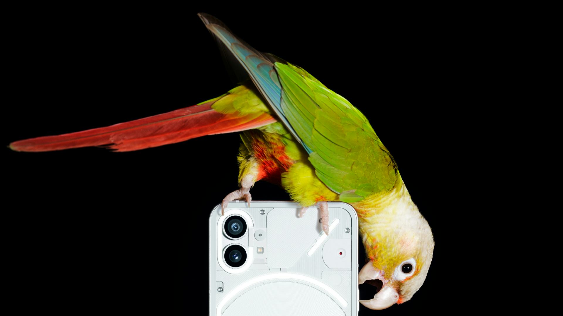 A parrot on Nothing Phone 1