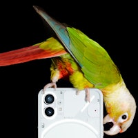 A parrot on Nothing Phone 1