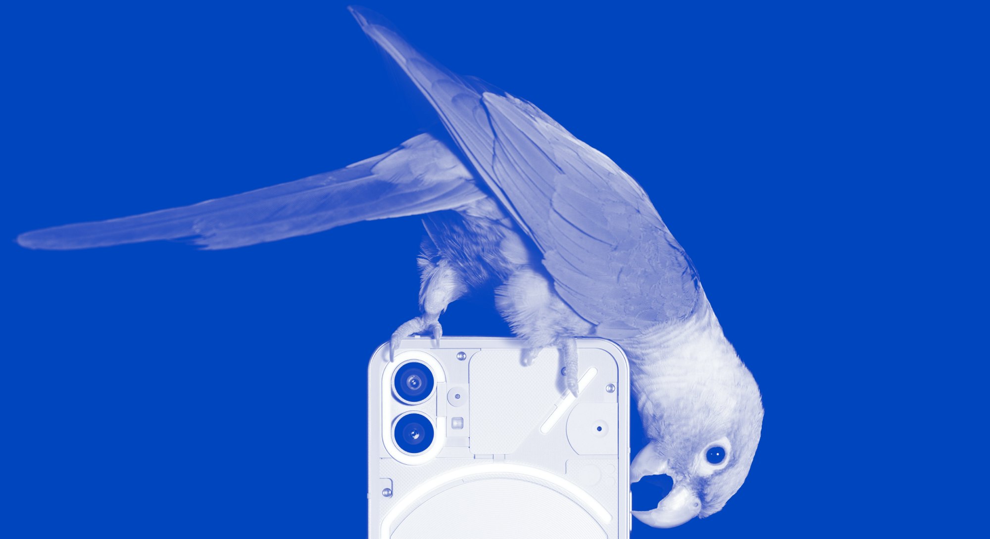 A parrot on Nothing Phone 1