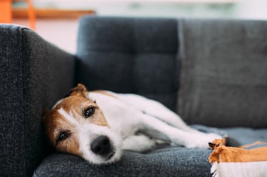 A dog lying on a sofa.