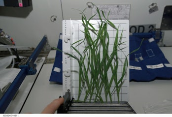 Dwarf wheat was photographed aboard the International Space Station in April 2002.