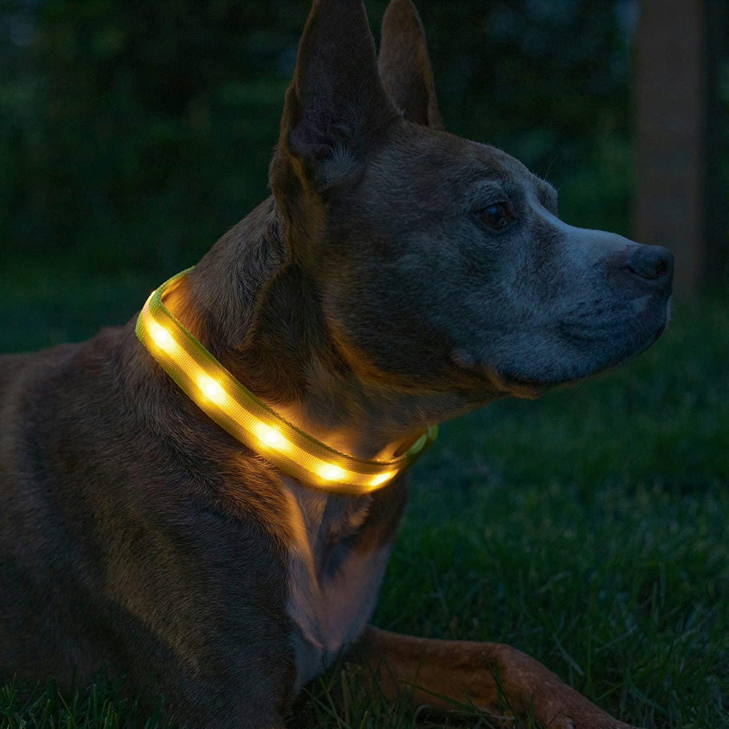 Blazin LED Light Up Dog Collar