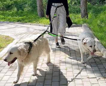 Pet Dreamland Hands-Free Double Dog Leash