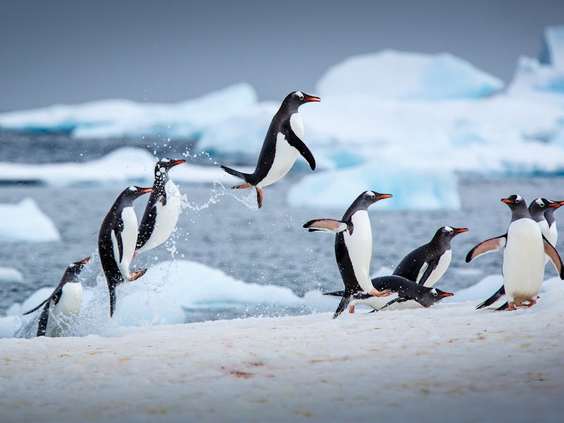 Penguins jumping out of the water