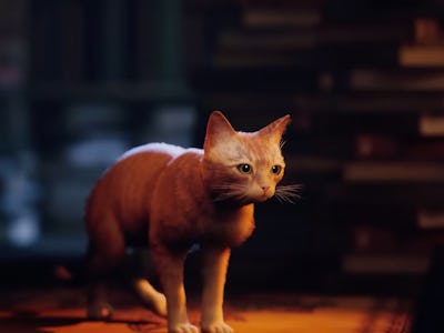 Does the cat die in 'Stray?' How the buzzy indie game speaks to a larger  trend