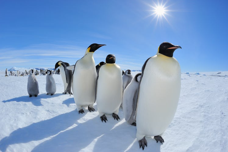 Emperor penguins standing on icy under harsh glare of the sun