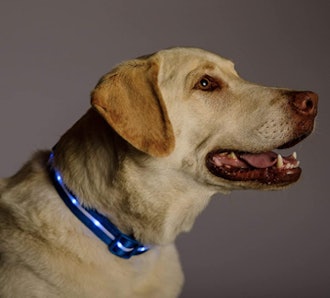 Blazin' Safety LED Dog Collar