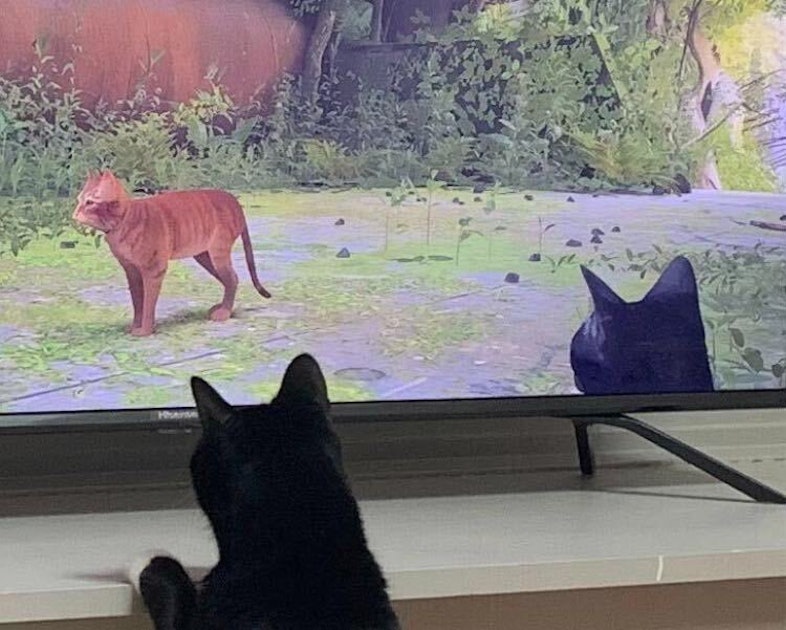 Real-Life Cats Are Loving Watching Their Owners Play Stray