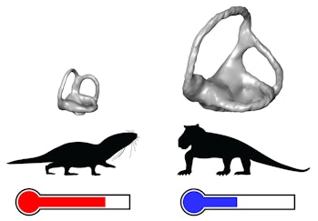 Inner ears are compared for animals of similar body sizes.