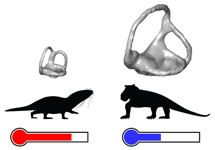Inner ears are compared for animals of similar body sizes.