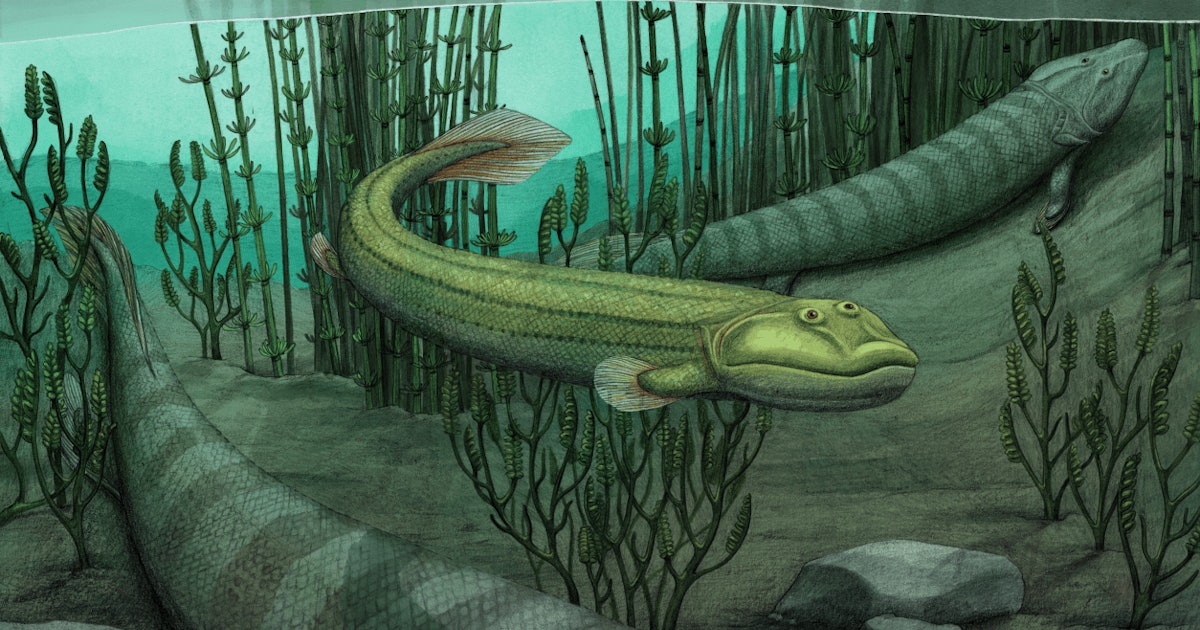 Ce fossile de poisson vieux de 365 millions d’années révèle comment la vie est arrivée sur terre