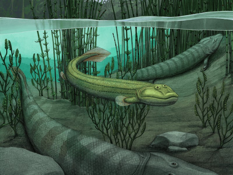 Illustration of Qikiqtania wakei(center) in the water with its larger cousin, Tiktaalik roseae