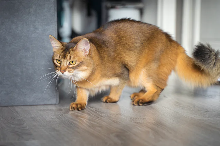 Why is my cat wagging its tail? Vets reveal the surprising answer