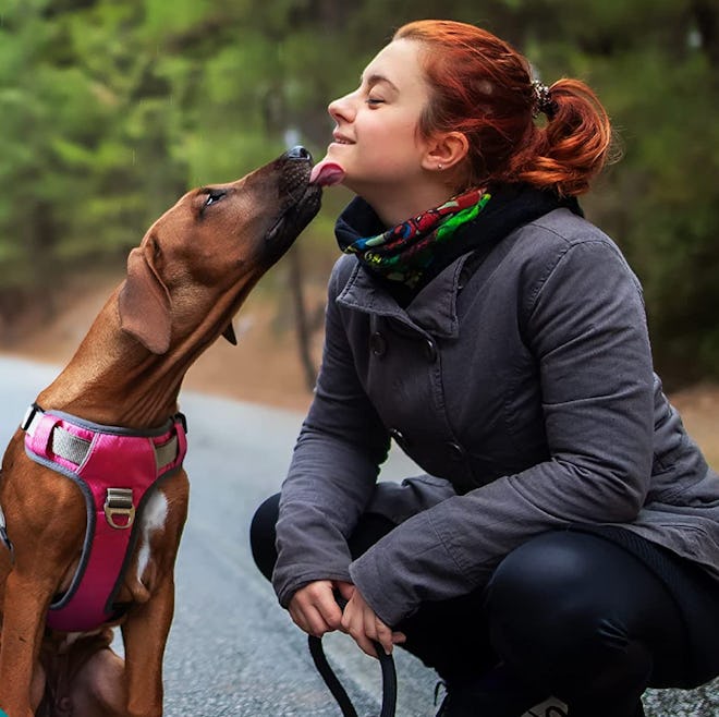 Embark Adventure Dog Harness