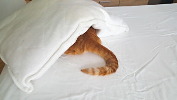 Red cat under pillow with tail exposed