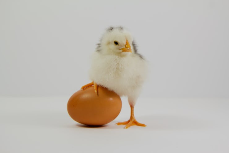 Scientists uncover how human eggs remain healthy for decades