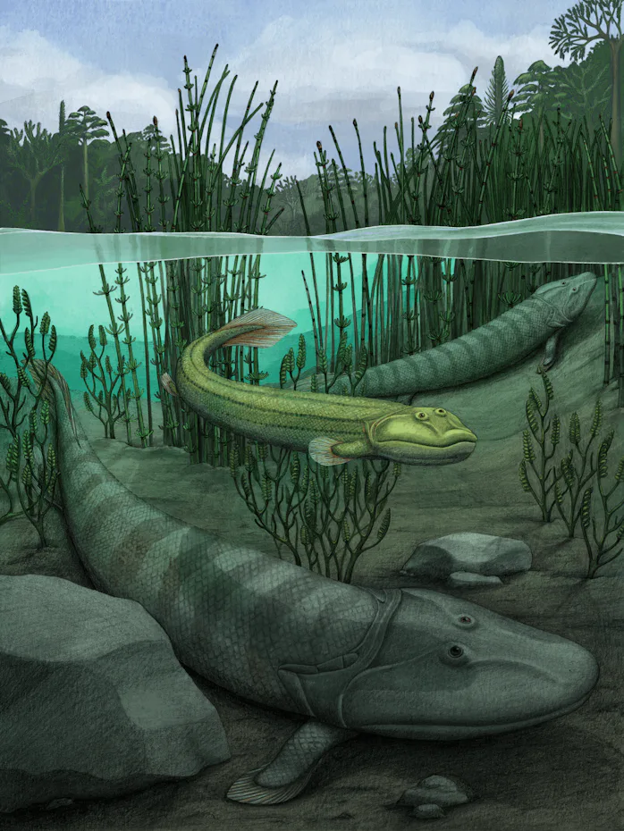Early Simple Fish This 365-million-year-old fish fossil reveals how life came to land