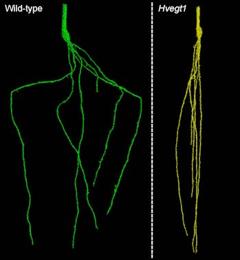 root gene topography