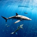 Shark Week 2022 begins on July 24, 2022. 