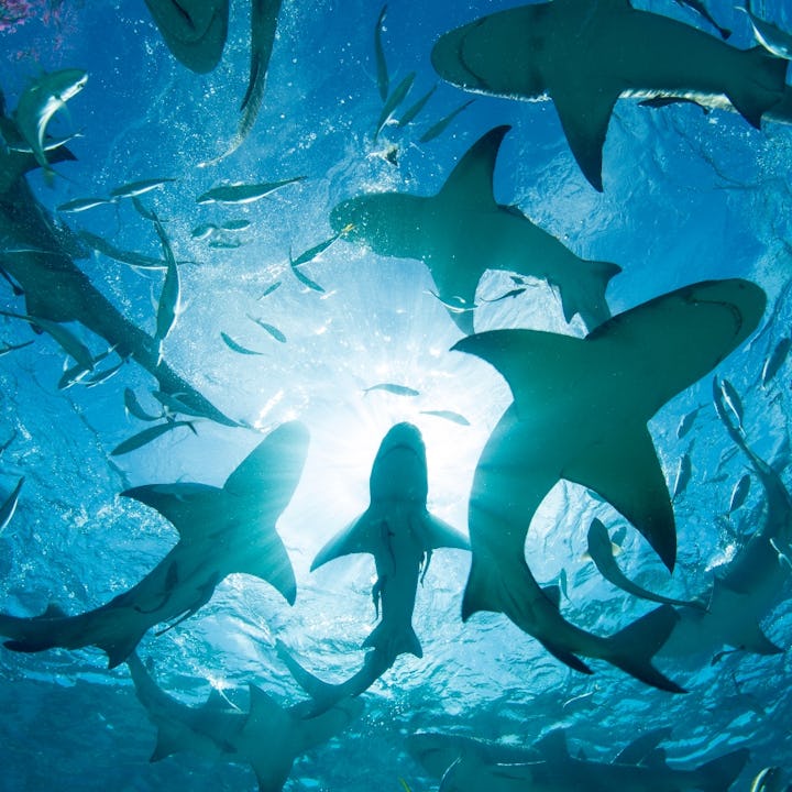 A group of sharks circle the water.