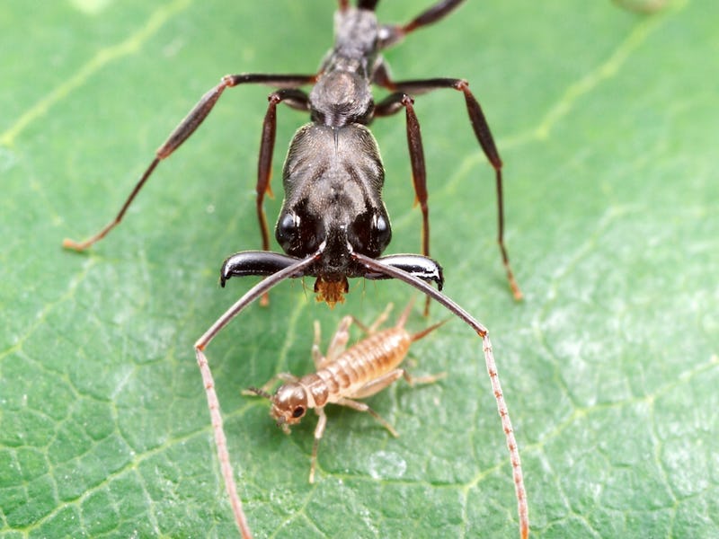Trap-jaw ant hunting another insect on the leaf.