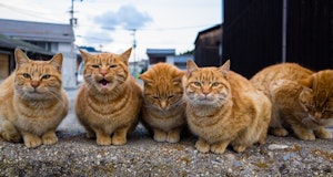 Orange tabby cats in a group staring at the camera