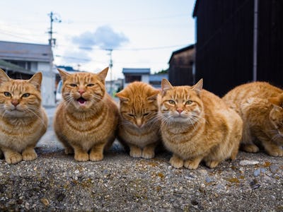 Orange tabby cats in a group staring at the camera