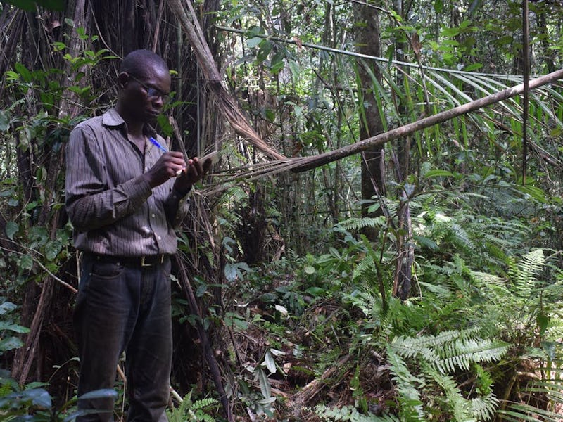 Professor Corneille Ewango of the University of Kisangani in a peat swamp along the Ikelemba River, ...