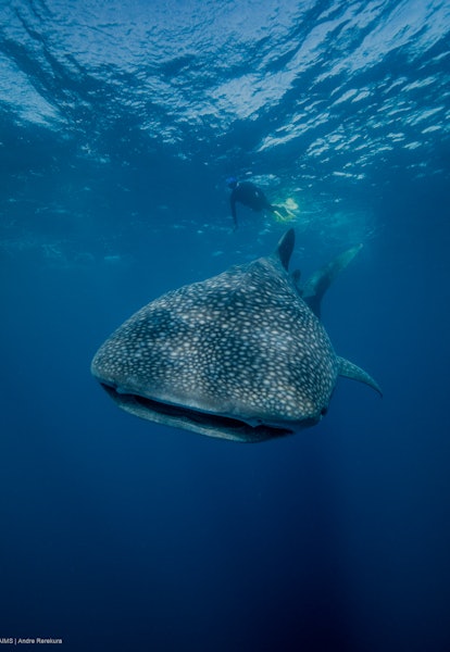 Researchers were surprised to discover whale sharks ate seaweed as well as krill at Ningaloo Reef, W...