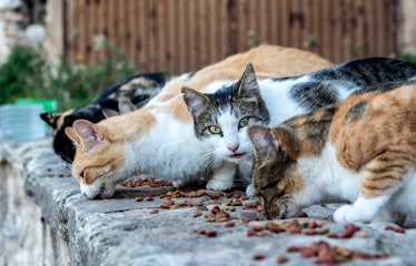 Group of stray cats eating food