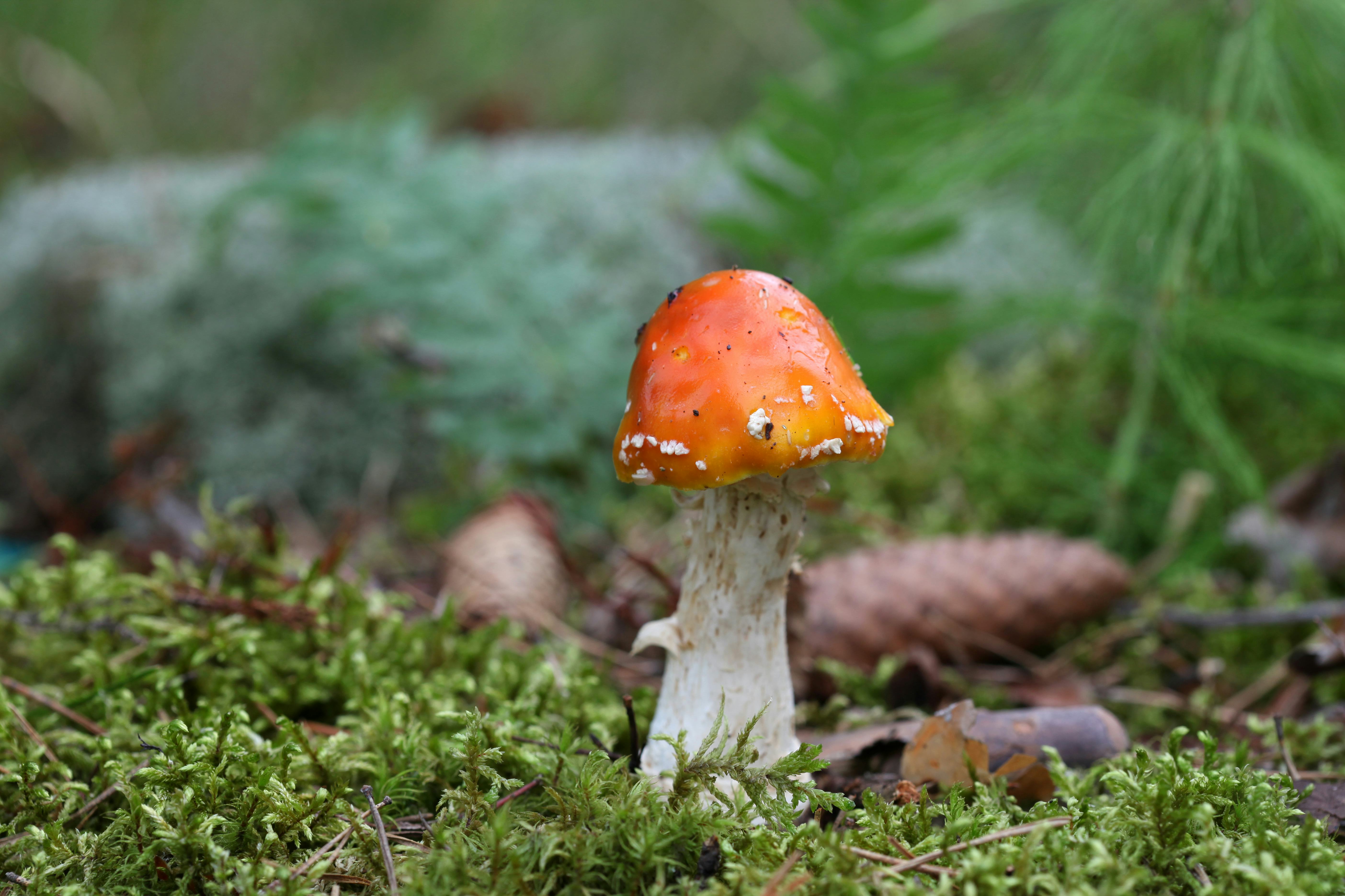 Why Is The Penis Mushroom-Shaped? An Evolutionary Scientist Explains. picture picture