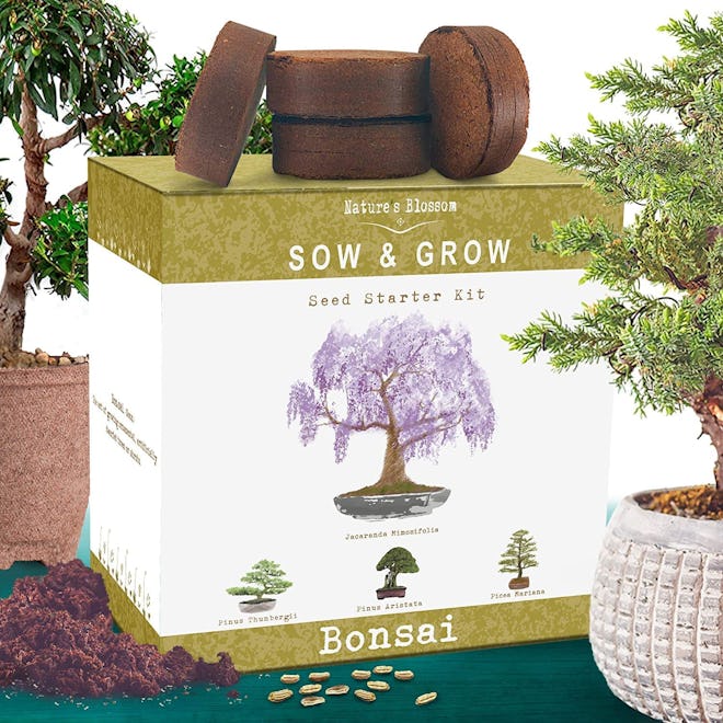 Nature’s Blossom Bonsai Tree Kit