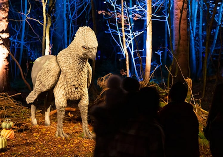 Harry Potter: A Forbidden Forest Experience is Coming to the Washington, DC Area This Fall