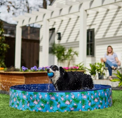 Dog pool top tractor supply