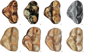 Four fossilized panda teeth and four living panda teeth.