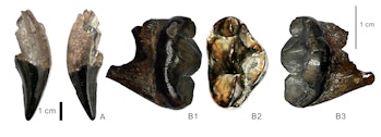 Five images of black fossilized panda teeth.