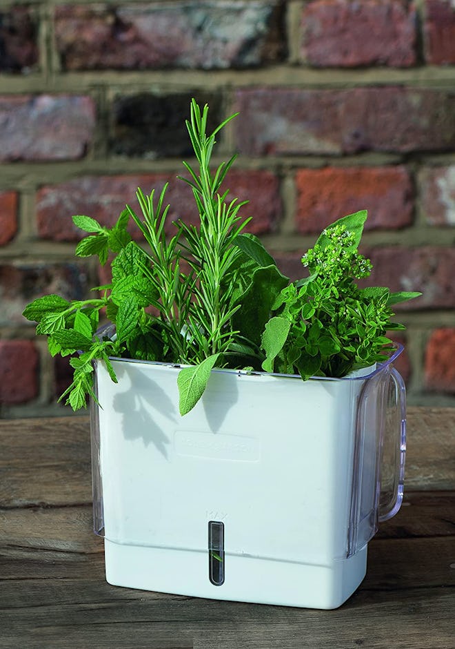 COLE & MASON Fresh Herb Keeper