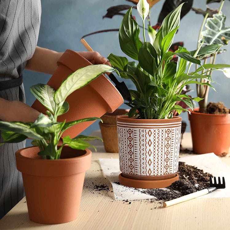 D'vine Dev Terracotta Pots (2-Pack)