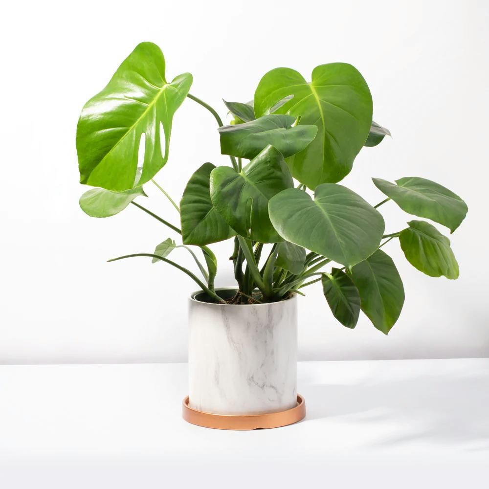Split Leaf Monstera Deliciosa Plant from verdant lyfe in marble pot