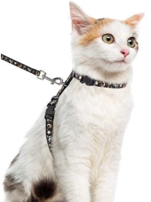 The 8 Best EscapeProof Cat Harnesses