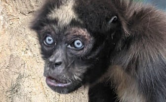 World’s Oldest Spider Monkey.