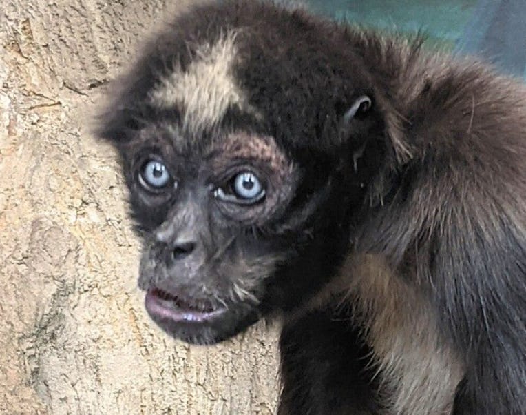 World’s Oldest Spider Monkey.
