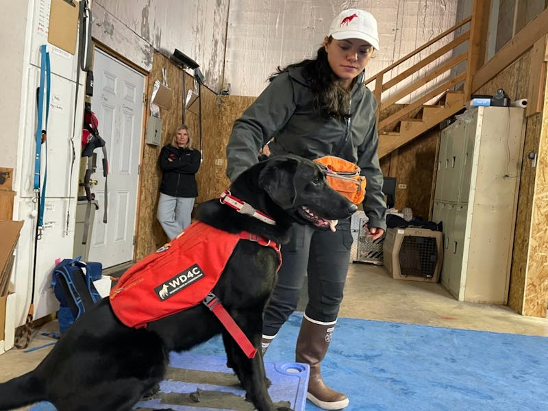 Working Dogs for Conservation trainer Michele Vasquez gets Charlie, a 4-year-old Labrador retriever,...