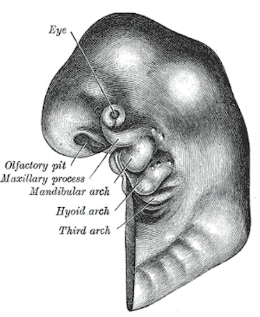 A black and white drawing of a human embryo with bulges labelled: mandibular arch, hyoid arch, and t...