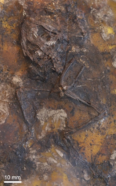 A frog fossil in rock.