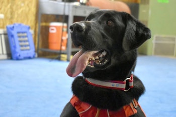 Charlie, a 4-year-old Lab, is in training for a project on the Blackfeet reservation that marks the ...