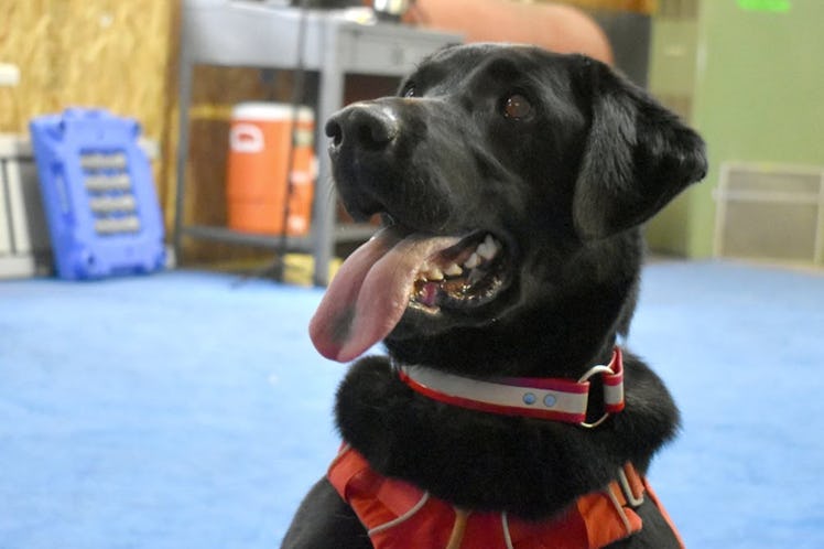 Charlie, a 4-year-old Lab, is in training for a project on the Blackfeet reservation that marks the ...