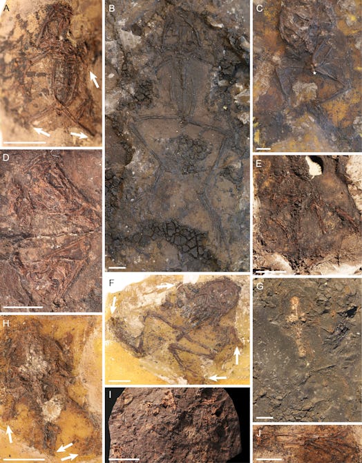 A grid of images of frog fossils.