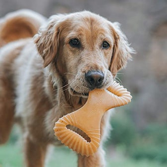 Benebone Dental Durable Dog Chew Toy