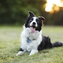 Happy border collie laying outdoors on the grass